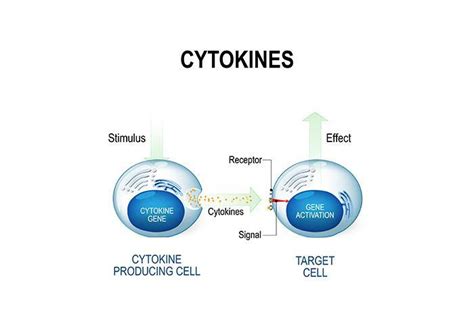 What are Cytokines, and what role do they play in health and disease | HHC