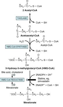 Steps Of De Novo Synthesis Of Cholesterol | Our Biochemistry- Namrata ...