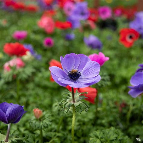 Poppy-Flowered Anemone — Green Acres Nursery & Supply