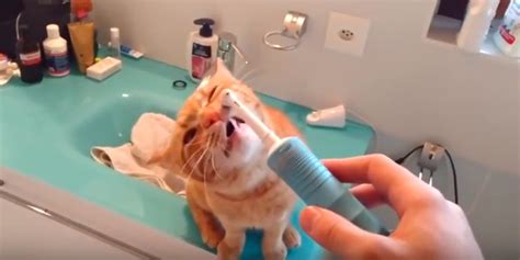 This Kitty Loves the Electric Toothbrush!