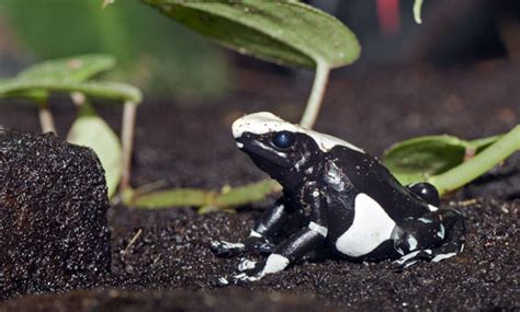 Poison Dart Frog - San Francisco Zoo & Gardens