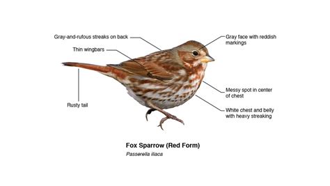 Be a Better Birder: Sparrow Identification | Bird Academy • The Cornell Lab