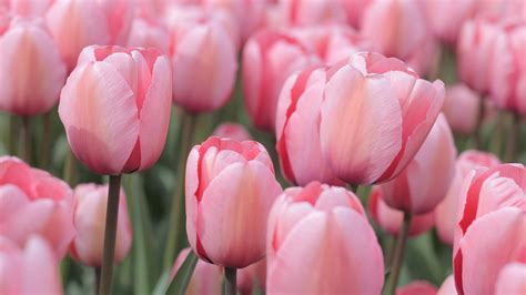 Free photo: Pink Tulips - Blooming, Flower, Fragrance - Free Download - Jooinn