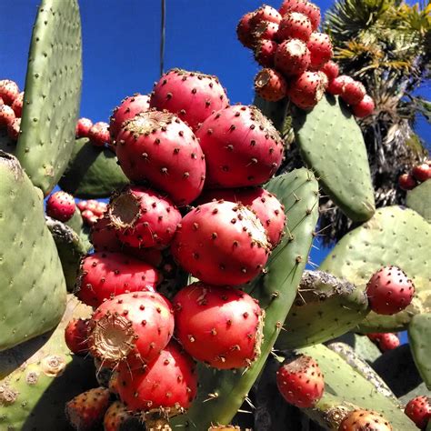 Cactus Berkeley - Cactus Jungle