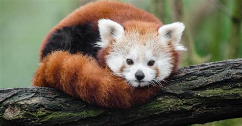 The Verge Review of Animals: the red panda - The Verge