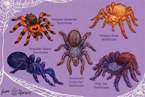 10 Best Tarantula Species to Keep as Pets