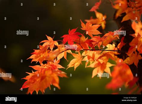 Japanese Fall Foliage Stock Photo - Alamy