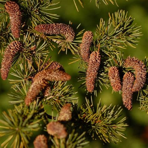 Buy Atlas Cedar (Cedrus Atlantica) 5 seeds online :: Seeds ...