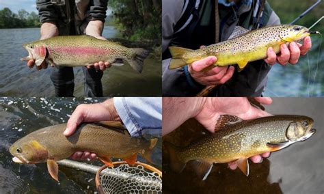 Trout | Species Breakdown & Identification