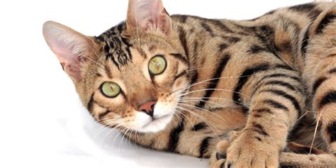 Bengal | International Cat Care