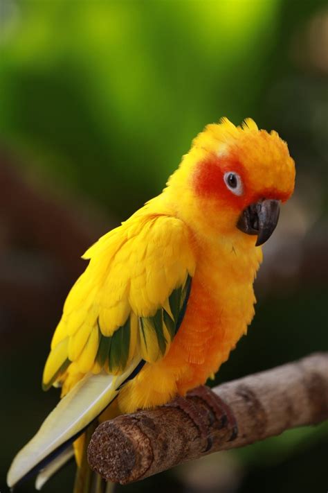 Free cute parrot Stock Photo - FreeImages.com