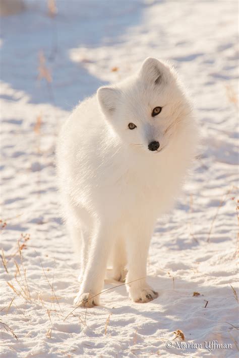 Magnificent Arctic Foxes of Manitoba | Steve and Marian Uffman ... Top 10 Cutest Animals, Cutest ...