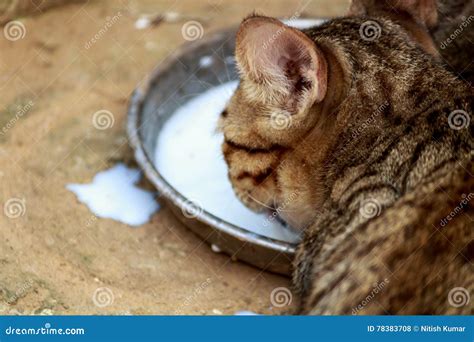 Cat Drinking Milk Stock Photos - Royalty Free Stock Images