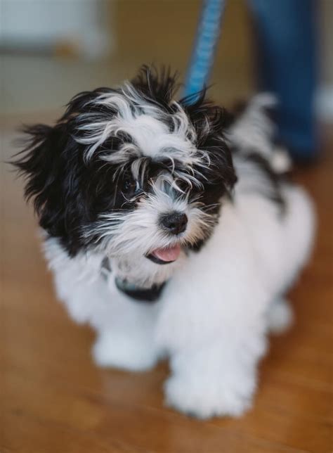 Maltese Shih Tzu Mix Breed Information | All Things Dogs