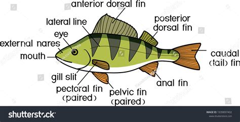 Fish External Anatomy External Structure Perch Stock Vector (Royalty Free) 1939897402 | Shutterstock