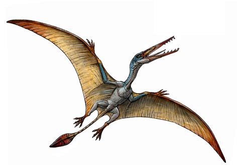 New Species of Pterosaur Discovered in Patagonia