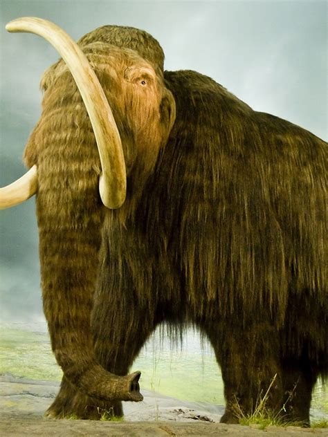 Woolly Mammoth Compared To Elephant Size