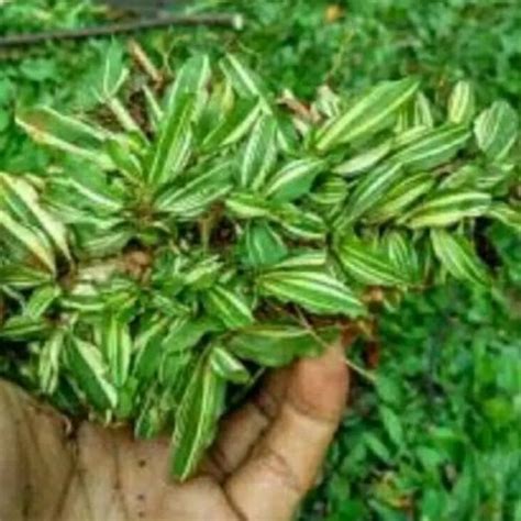 Jual rumput gajah mini variegata 1 meter - Kab. Bogor - Novia flora | Tokopedia