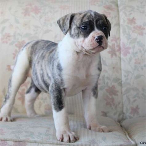 Find Your Furry Best Friend: Adorable American Bulldog Puppies Brown! Click Here