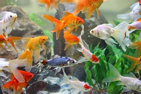 Goldfish Tank Mates: Top 21 Fish That Can Safely Live With Goldfish