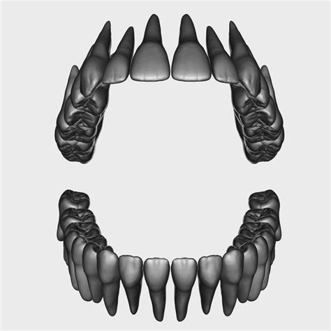 Human teeth model - TurboSquid 1270731