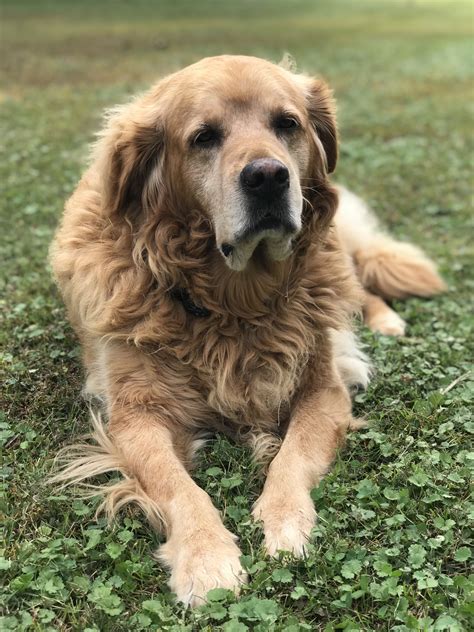 Our senior golden retriever rescue, Cash. Wise beyond his years and ...