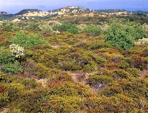 Structural And Physiological Adaptations - The Chaparral Biome