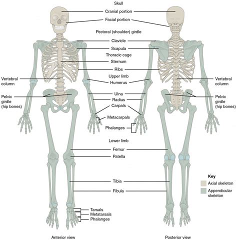 Divisions of the Skeletal System | Anatomy and Physiology I