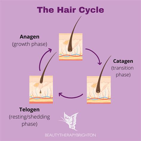 Structure Of Hair And Hair Growth Cycle