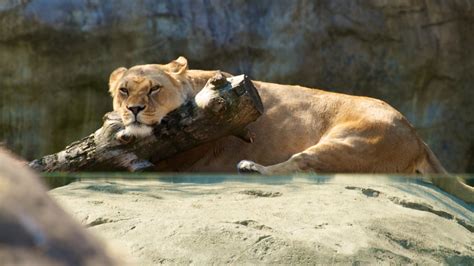 Oregon Zoo - Portland, Oregon Attraction | Expedia.com.au