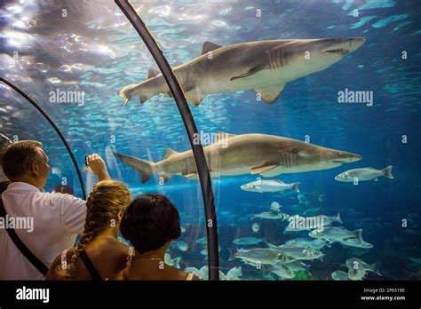 sharks, underwater tunnel in an aquarium, L'Aquarium, Moll D'Espana, Barcelona, Catalonia, Spain ...