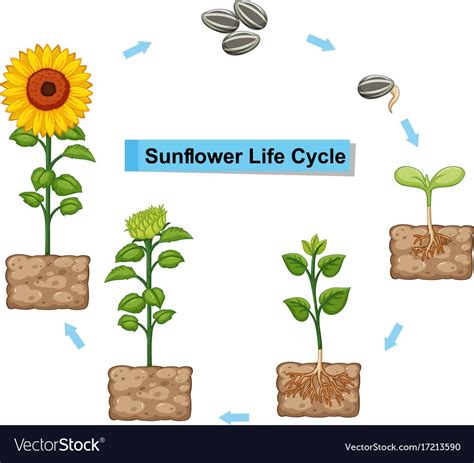 Life Cycle Of Sunflower Worksheet - Printable Word Searches