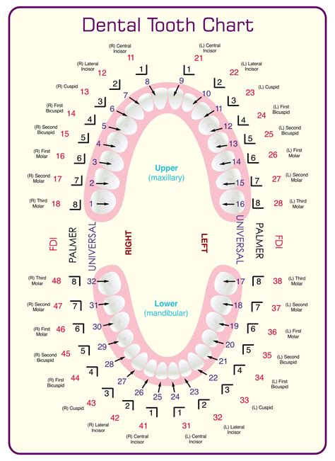 Printable Dental Charting Forms - Printable Forms Free Online