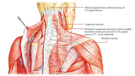 Neck Muscle Anatomy Nerve Anatomy Anatomy | Hot Sex Picture