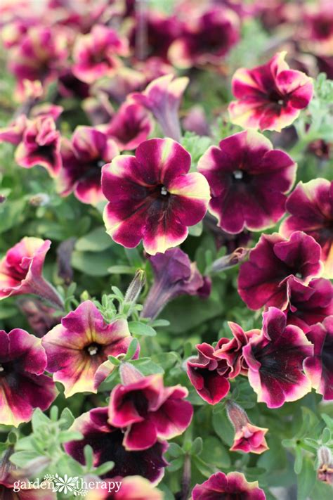 Modern Petunia Varieties: No Longer Just the Pinkest Pink Flower - Garden Therapy