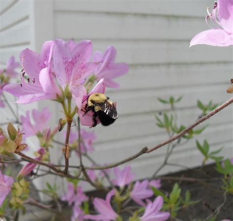 Free picture: bumble, bee, azalea, flowers