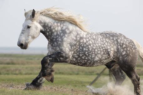 Percheron Horse - gallop to discover