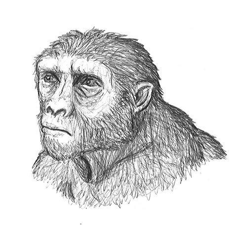 6. Sahelanthropus tchadensis – The History of Our Tribe: Hominini