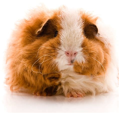 Long Haired Guinea Pig Breeds - Squeaks and Nibbles