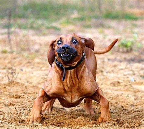 24 Dogs Making the Most Hilarious Faces - Life With Dogs