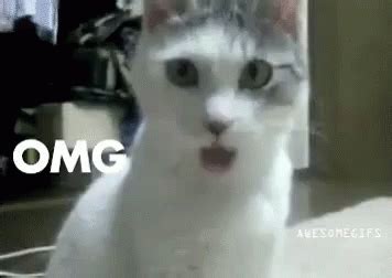 Omg GIF - Omg - Discover & Share GIFs | Cats, Cat gif, Cool gifs