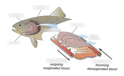 Fish Gill Anatomy Diagram | Quizlet