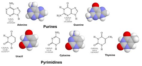 Pyrimidine Nucleotide Structure