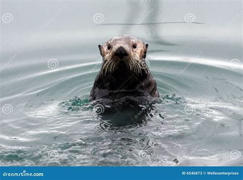 Alaskan Sea Otter stock image. Image of marine, otter - 6546873