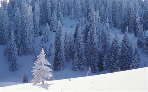 Windows 2000 - Snow Trees : r/wallpapers