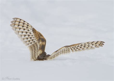 Barn Owl Hunting Adaptations And Techniques – Feathered Photography