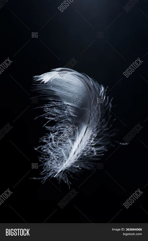 White Swan Feather Image & Photo (Free Trial) | Bigstock