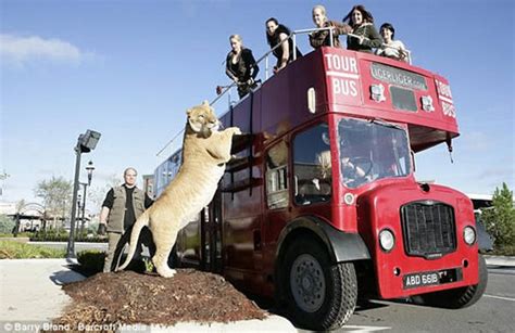 Biggest of Big Cats - Hercules The Liger - XciteFun.net