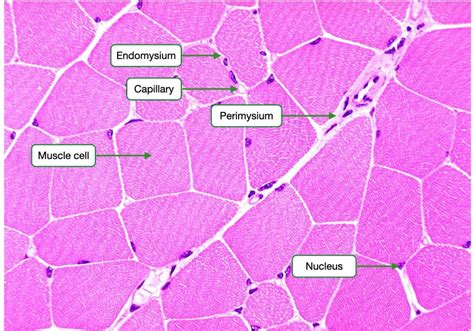 Skeletal Muscle Histology Labeled