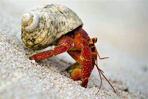 red hermit crab south diamond islet 4 - Cruising The Edge